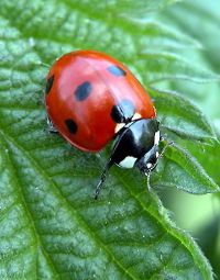 Marienkäfer